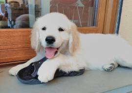 Cuccioli Golden Retriever