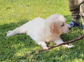 Cuccioli Golden Retriever