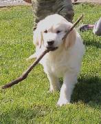 Cuccioli Golden Retriever