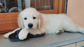 Cuccioli Golden Retriever