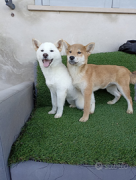 Disponibile cuccioli di Shiba Inu