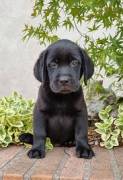 Labrador retriever cucciolo nero maschio