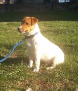 JACK RUSSELL TERRIER