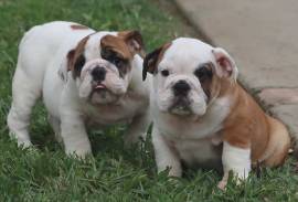 Splendidi Cuccioli di Bulldog Inglese