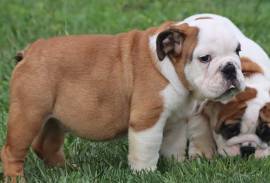 Splendidi Cuccioli di Bulldog Inglese