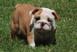 Splendidi Cuccioli di Bulldog Inglese