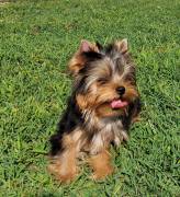 Yorkshire terrier