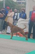 Vendo cuccioli di boxe con pedigree 