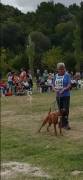 Vendo cuccioli di boxe con pedigree 