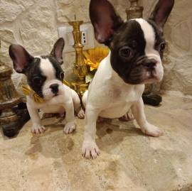 Bouledogue Francese cuccioli in vendita