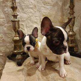 Bouledogue Francese cuccioli in vendita