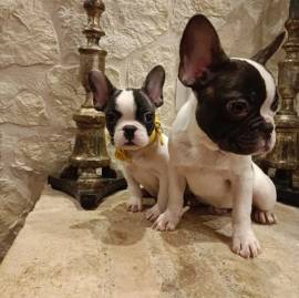 Bouledogue Francese cuccioli in vendita