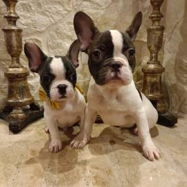 Bouledogue Francese cuccioli in vendita