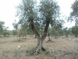 Albero di Ulivo