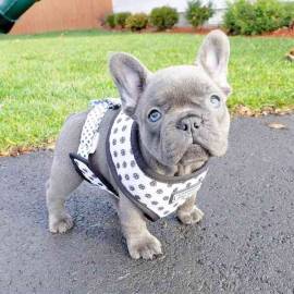 CUCCIOLI BOULDOGUE FRANCESE!!!!