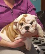 Bulldog inglese femmina bicolore~~