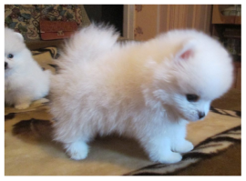 SPITZ TEDESCHI NANI/POMERANIA CON PEDIGREE ENCI~