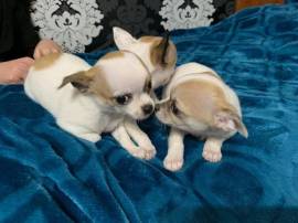 REGALO CUCCIOLI DI CHIHUAHUA MINI TOY