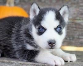 REGALO CUCCIOLI DI SIBERIAN HUSKY