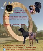 Cane Corso cuccioli 