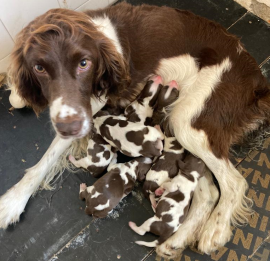 Cuccioli Springer Spaniel