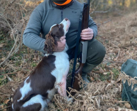 Cuccioli Springer Spaniel