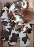 Cuccioli Springer Spaniel