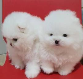 Simpatici cuccioli di Pomerania di piccola taglia
