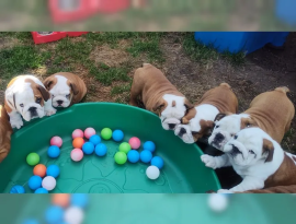 Cuccioli Di Bulldog Inglese.