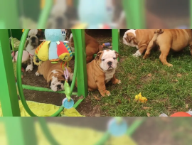 Cuccioli Di Bulldog Inglese.