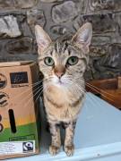 Mia e Minou giovani gatte simpaticissime