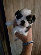 Cuccioli di shihtzu/shih tzu/shitzu/shi tzu allevati in casa