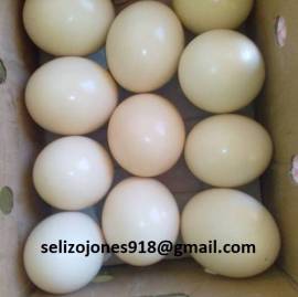 Uova fresche e fertili di pappagallo disponibili!