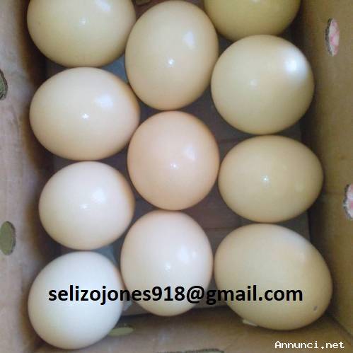Uova fresche e fertili di pappagallo disponibili!