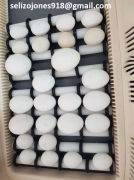 Uova fertili di pappagallo in vendita