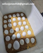 Uova di pappagallo fertili selezionate a mano in vendita!