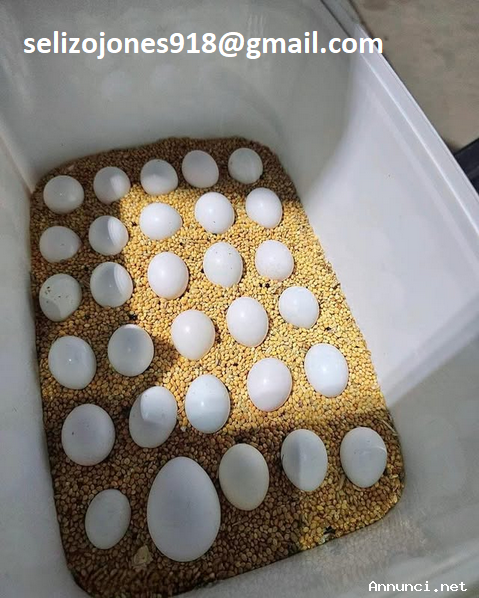 Uova di pappagallo fertili selezionate a mano in vendita!