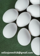 Acquista uova fertili di pappagallo – alta schiudibilità