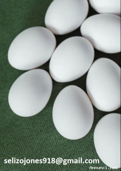 Acquista uova fertili di pappagallo – alta schiudibilità