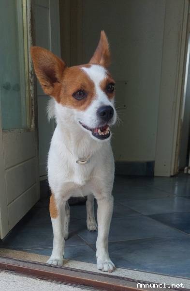 Giovanni, piccolo cagnolino dolcissimo aspetta una casa