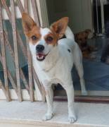 Giovanni, piccolo cagnolino dolcissimo aspetta una casa
