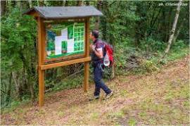 Terreno di bosco ceduo