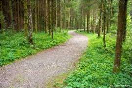 Terreno di bosco ceduo