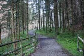 Terreno di bosco ceduo