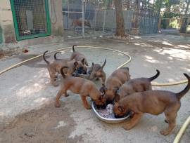 Malinois
