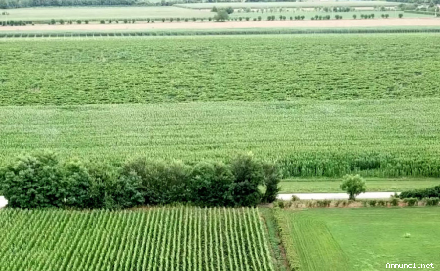 Attività agrituristica in vendita - Friuli Venezia Giulia