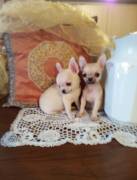Chihuahua meravigliosi cuccioli in vendita