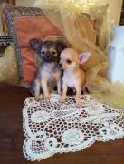 Chihuahua meravigliosi cuccioli in vendita