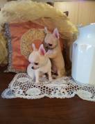 Chihuahua meravigliosi cuccioli in vendita