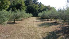 Terreno agricolo recintato con olivi – San Dorligo della Valle (TS)
